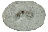 Fossil Crinoid (Camptocrinus) - Crawfordsville, Indiana #291773-1